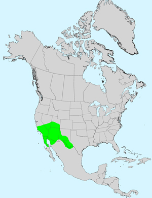 North America species range map for Arrowweed, Pluchea sericea: Click map for full size map.